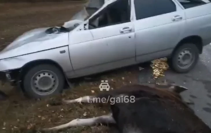 В Тамбовской области водитель сбил насмерть лося