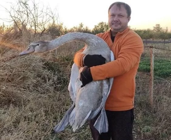 ​Липецкий археолог спас дикого лебедя