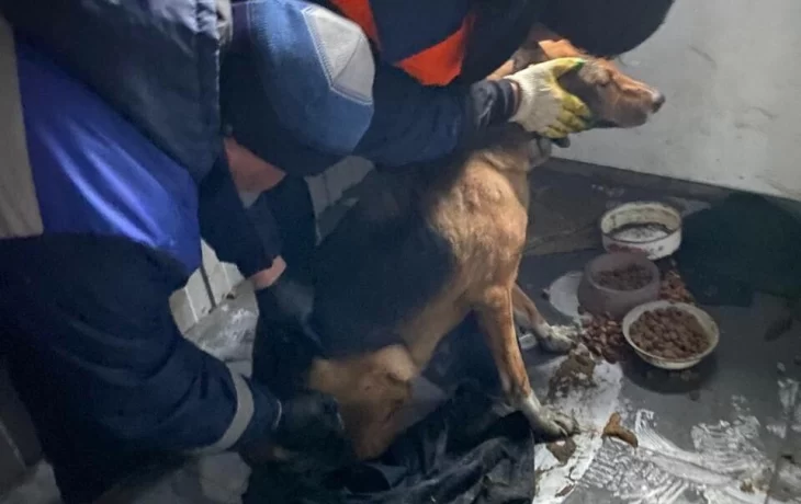 Вчера вечером в Строителе обломки БПЛА упали на территорию приюта для животных. Из людей никто не по