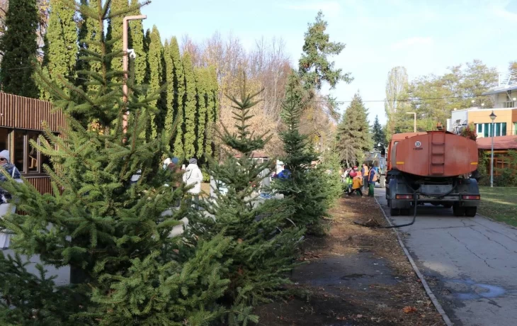 На главной аллее парка Победы посадили молодые ели