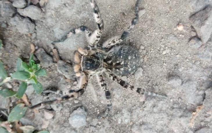 Необычные пауки в липецке